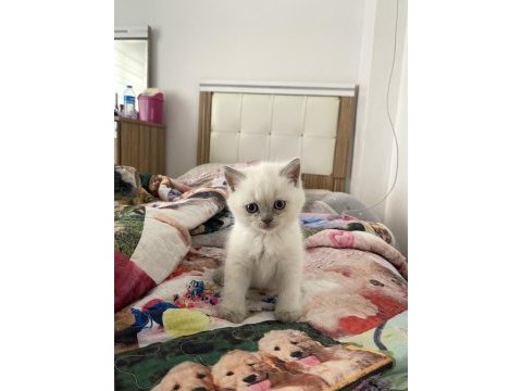 Blue point yavru british shorthair