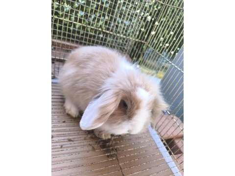 Hollanda teddy lop tavşanı dişi ve erkek