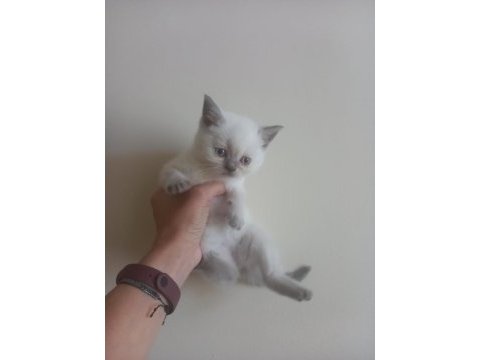 British short hair blue ve bluepoint yavrular