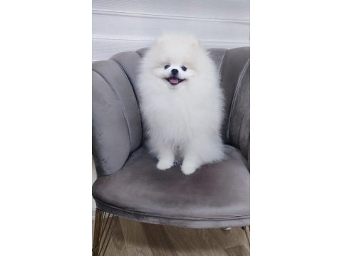 Pomeranian boo ayı surat yavrular