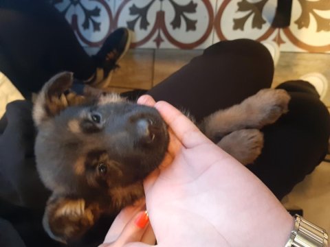 Saf alman kurdu beslicek yer olmadığından uygun fiyata