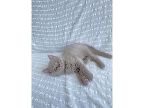 Teslime hazır british shorthair yavrular yuvasını arıyor