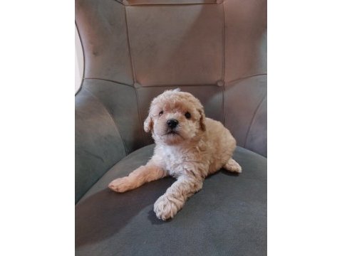 Toy poodle 40 günlük