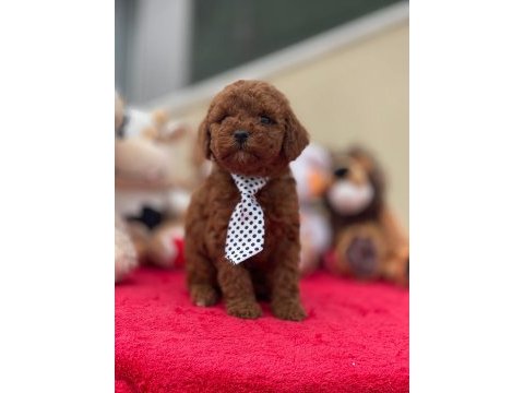 Kg garantili poodle yavrular