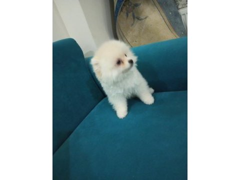 2,5 aylık erkek safkan pomeranian boo