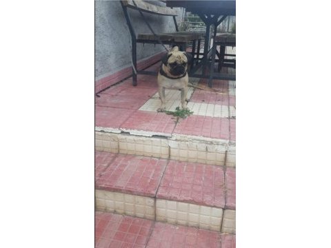 Pug mops ücretsiz açıklamayı okuyun