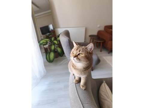 British shorthair ücretsiz sahiplendirme
