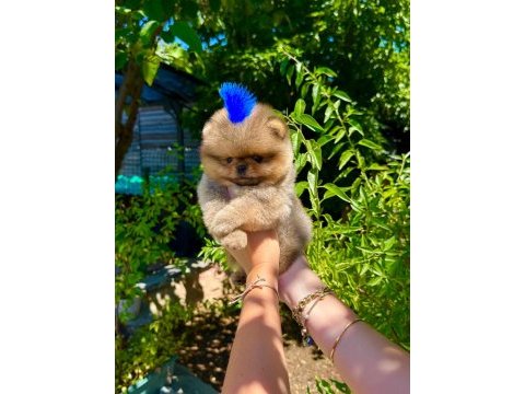 Orjinal pomeranian boo