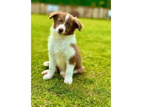 Border collie yavruları aşıları tam 