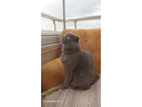 Scottish fold erkek sahiplendirme ilanı