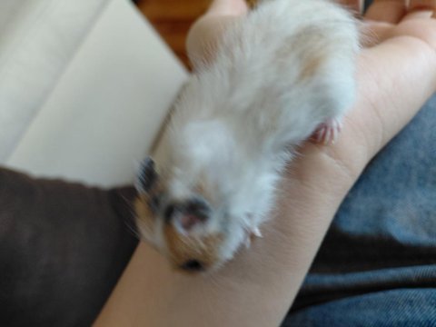 Suriye hamster