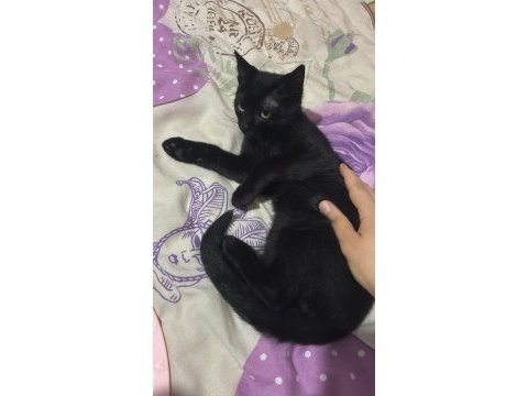 Acil kedimizi sahiplendirmek