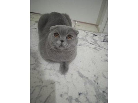 İsmi dorin cinsi scottish fold çok tatlı uysal