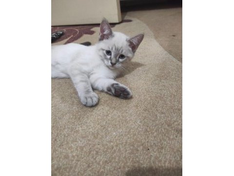 2.5 aylık british shorthair