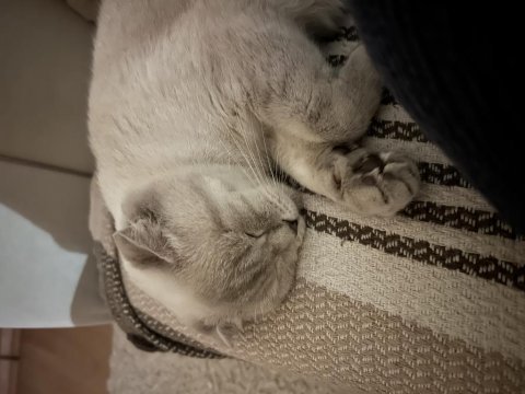Premium dişi ilanda scottish fold