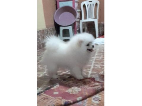 Pomeranian boo