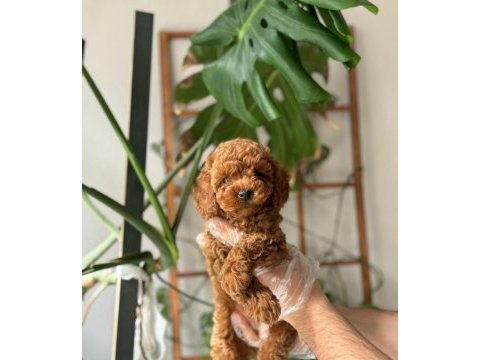 Sağlıklı sevimli ev ortamından toy poodle yavrularımız
