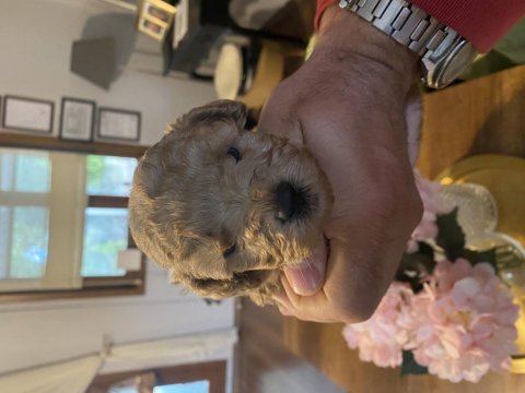 Kore minik poodle bebeğimiz
