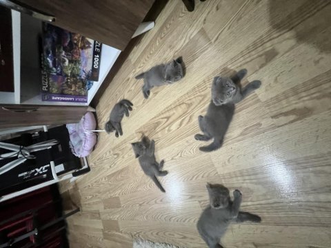 Pitirciklar scottish fold