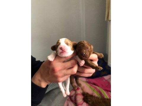 Toy poodle sağlıklı saf ırk