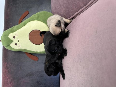 Anne altından safkan pug erkek yavrular