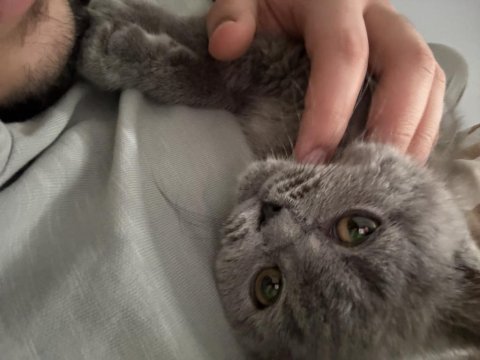 4.5 aylık british shorthair