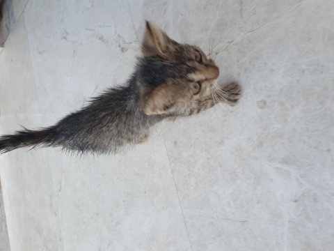 Tamamen ücretsiz acil sahiplendirme