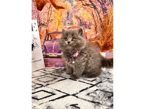 Show kalite british longhair yavrular yeni yuvasını arıyor