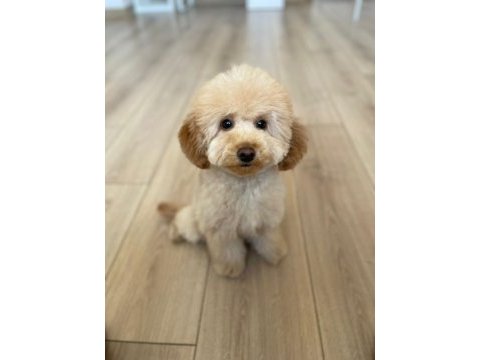 13 aylık dişi aşılı pasaportlu toy poodle