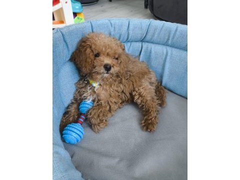 Uysal sevgi dolu ped eğitimli poodle