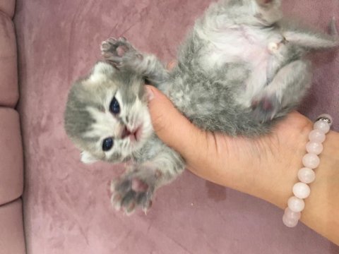 Dişi kedi yavruları birlikte scottish fold