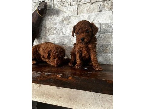 30 gün sonra sütten kesilecek poodle