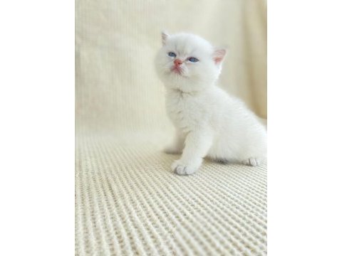 Ny1133 erkek yavru british shorthair
