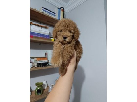 Eşsiz poodle köpeklerimiz