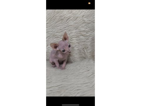Naked beauty sphynx cattery