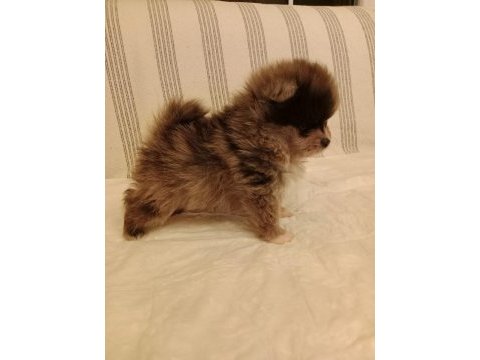 Ömürlük ırk garantili pomeranianlar