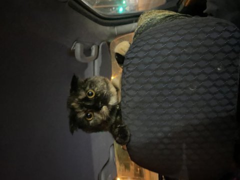 6 nisan doğumlu scottish fold dişi ismi ogi sevecen çok