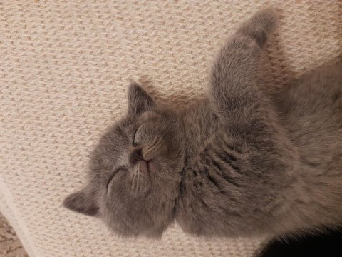 16 şubat doğumlu british shorthair