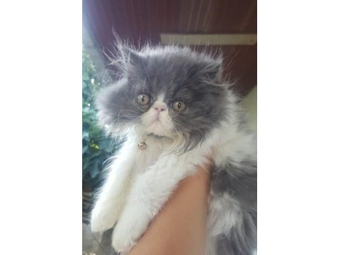 İran persian