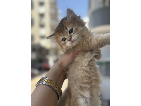 British longhair yavrusu