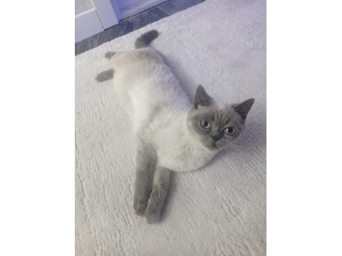 Yavrumuzu sahiplendiriceğim british shorthair