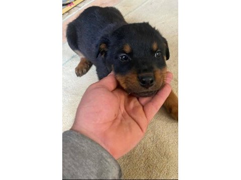 Irk garantili koca kafa rottweiler çocuklar