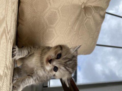 British shorthair anne ve 2 yavru british longhair 3 yavru
