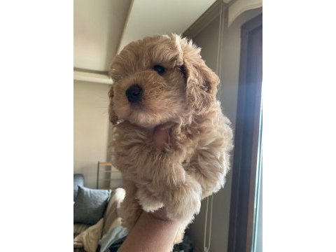 Aciliyeti var orjinal maltipoo yavruları