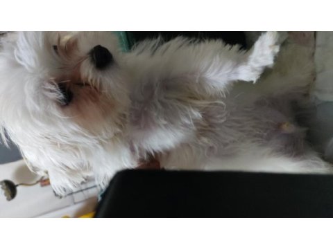 3 aylık maltese terrier yavru