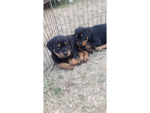 Akkuş üretim çiftliğinden rottweiler yavruları
