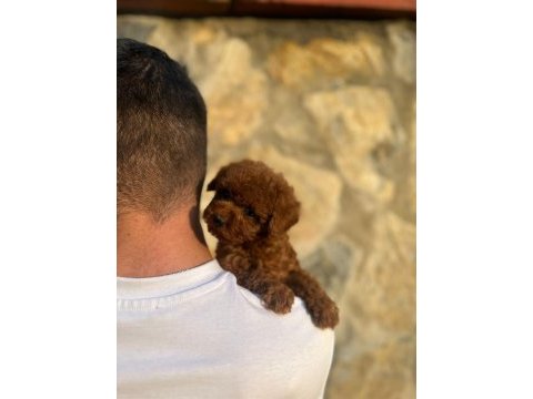 Kore teacup toy poodle yavrularımız
