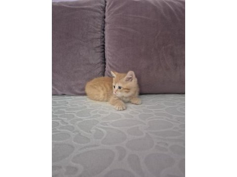 Ücretsiz erkek british shorthair