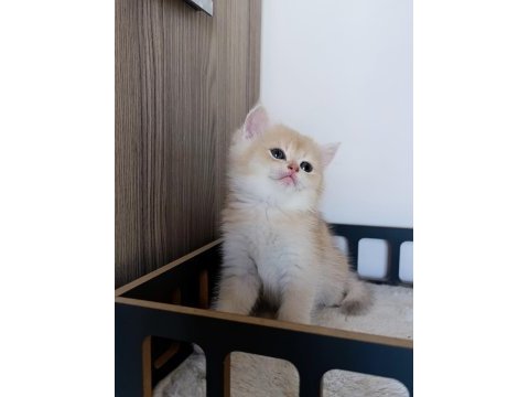 Lilac golden erkek british shorthair yavru