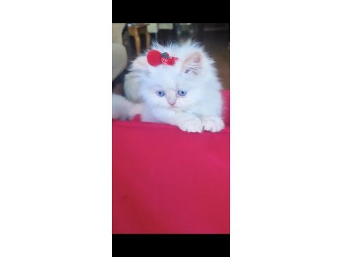 İran kedisi en safkan en asil en çok anne sütü emen